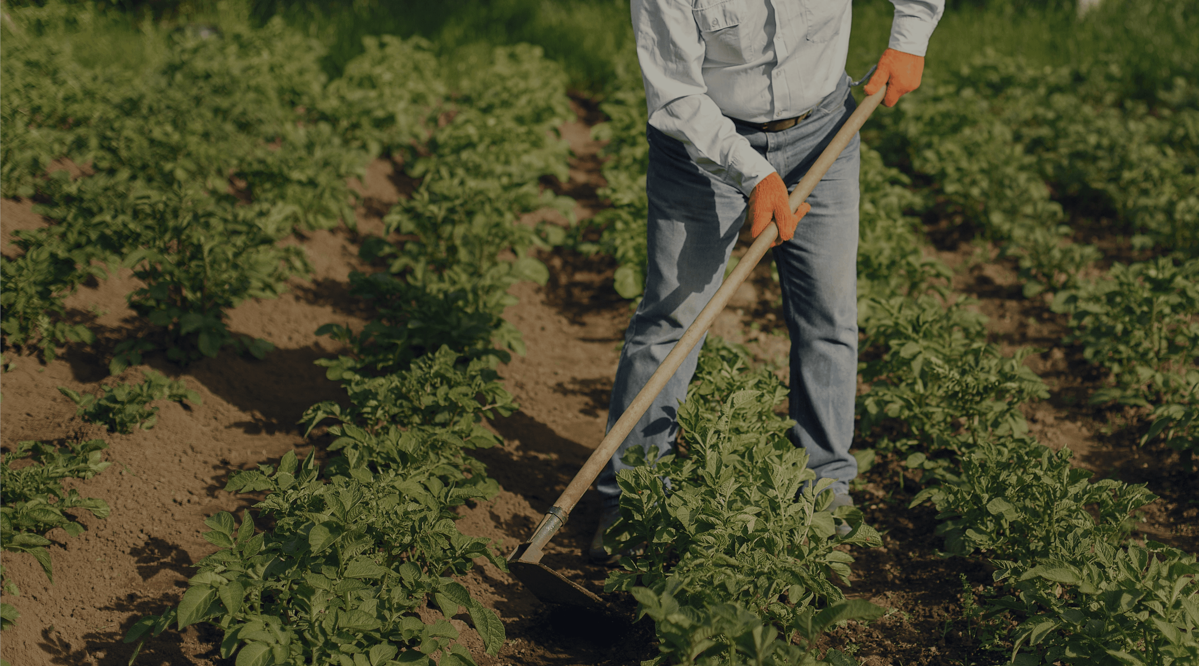 Farmer working in a vegetable field